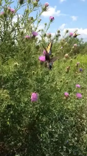 Trailing Indigo Bush (Dalea Greggii) — meaning it thrives in full sun and well-draining soil
