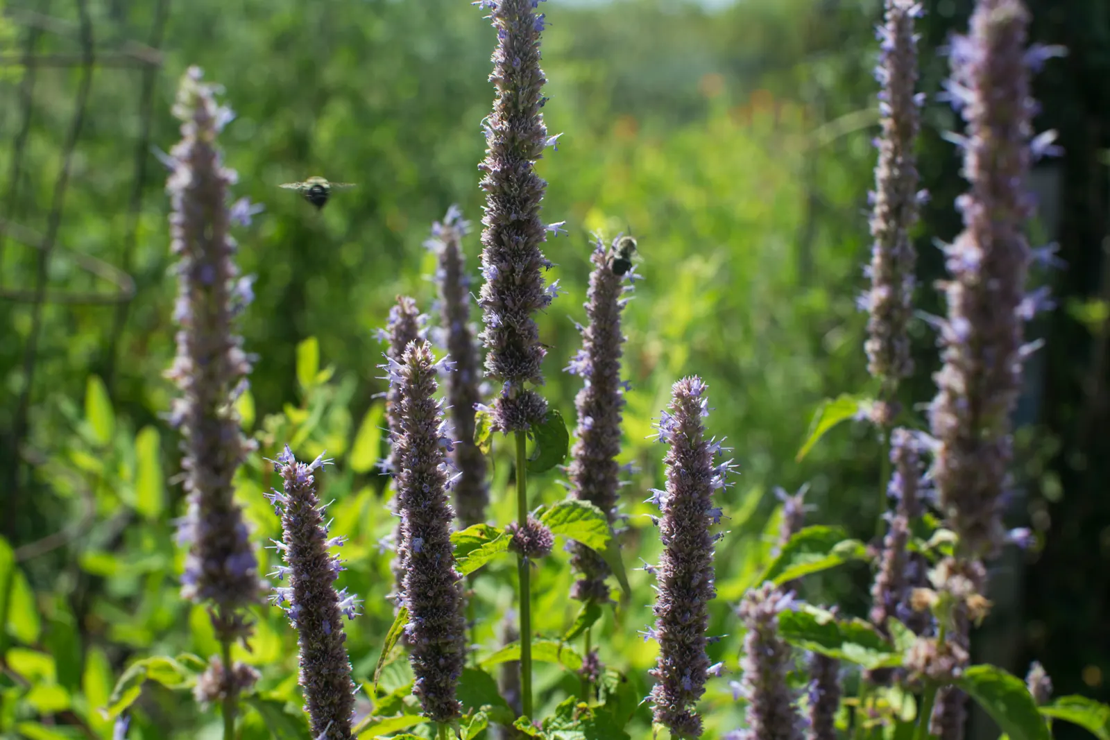 Trailing Indigo Bush (Dalea Greggii) — From spring to summer, it blooms with purple flowers, attracting pollinators