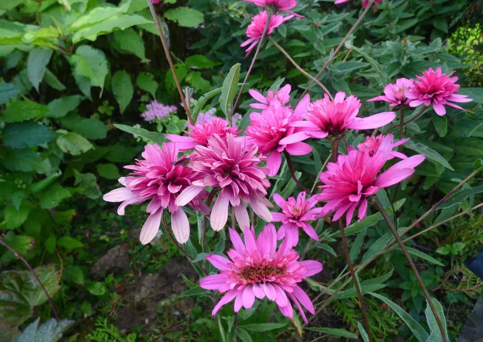 Cranberry Cupcake Double Coneflower (Echinacea 'Cranberry Cupcake') — entices with deep cranberry-pink