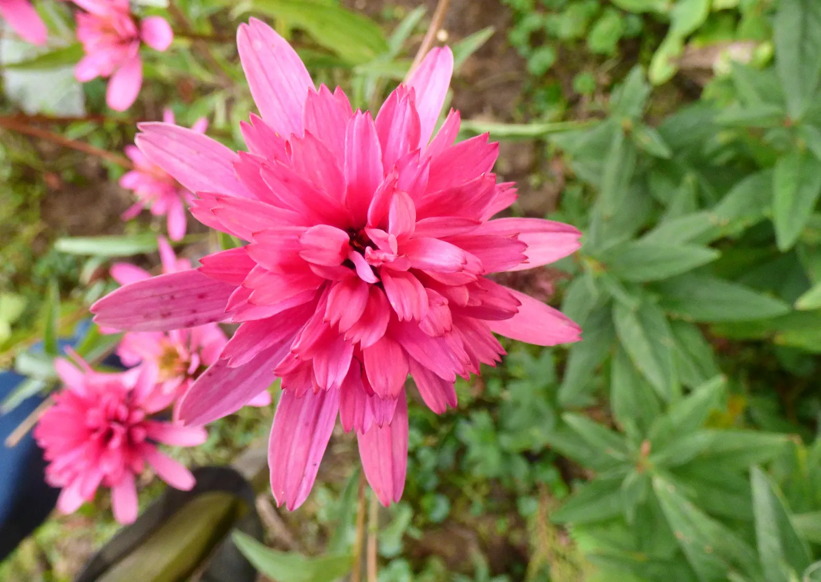 Cranberry Cupcake Double Coneflower (Echinacea 'Cranberry Cupcake') — double blooms resembling frosted cupcakes