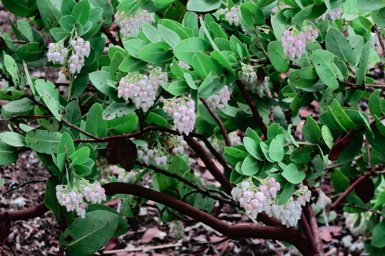 Bert Johnson Manzanita (Arctostaphylos Edm. 'Bert Johnson') — Reaching 5-6 feet tall and wide