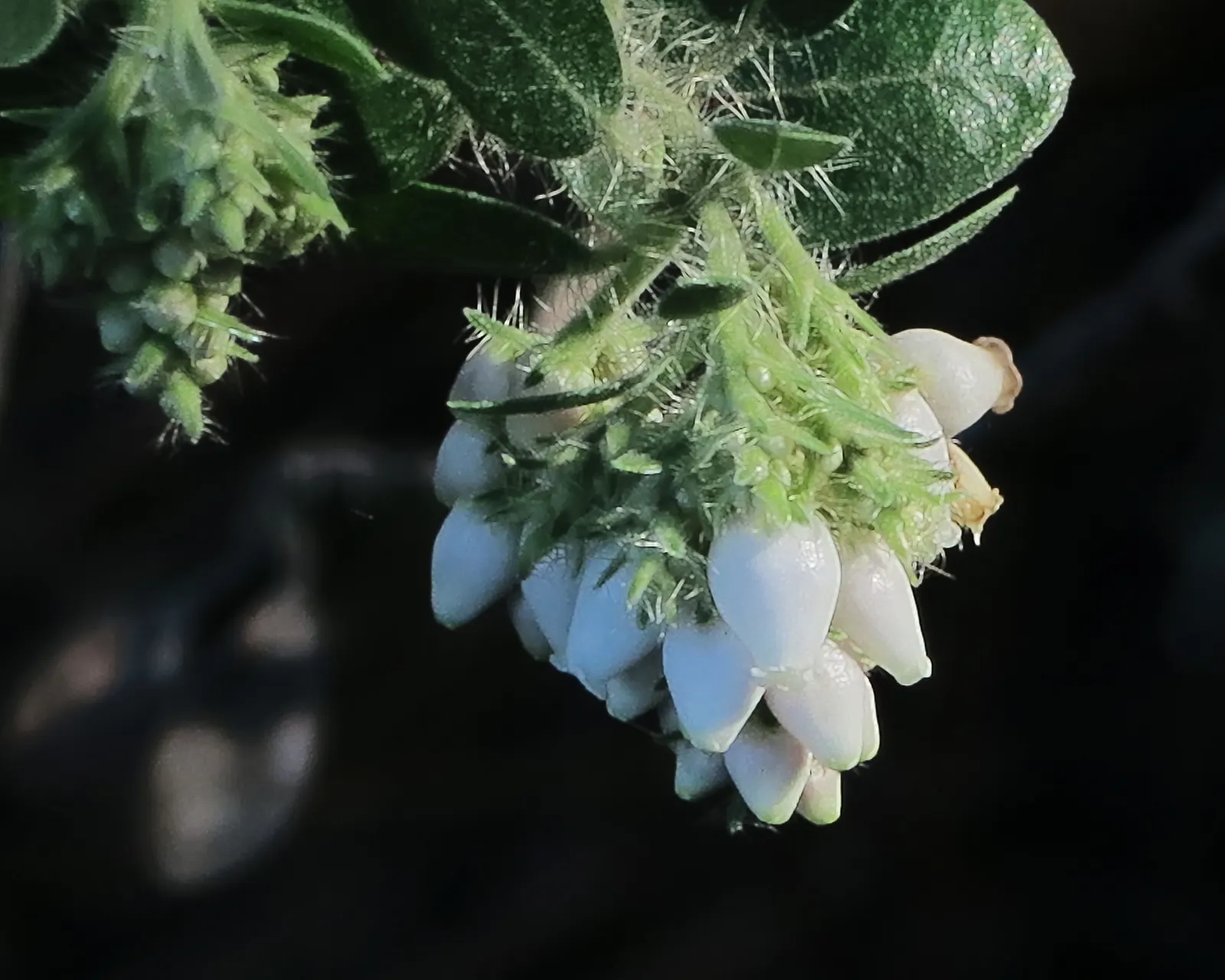 Bert Johnson Manzanita (Arctostaphylos Edm. 'Bert Johnson') — The Arctostaphylos 'Bert Johnson,' an evergreen shrub