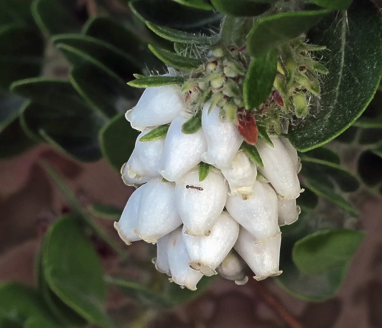 Bert Johnson Manzanita (Arctostaphylos Edm. 'Bert Johnson') — showcases rich green foliage and a strikingly sculptural form