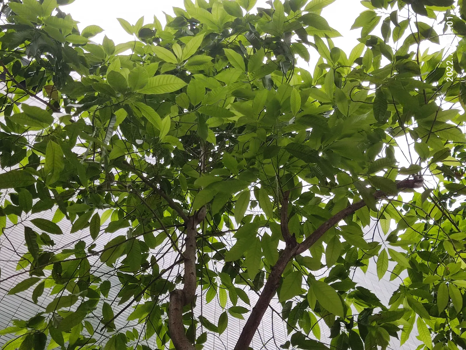 White Joy Perfume Tree (Michelia Champaca 'Alba') — Reaching a mature height of 15 to 30 feet with a canopy spread of approximately 10 to 15 feet
