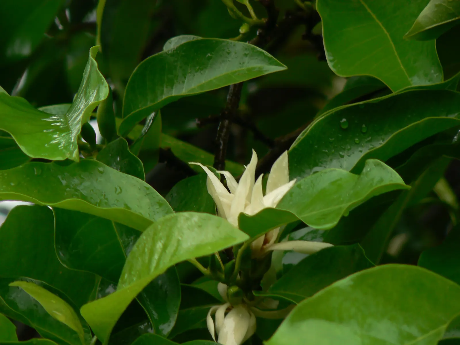 White Joy Perfume Tree (Michelia Champaca 'Alba') — tree with orange blooms