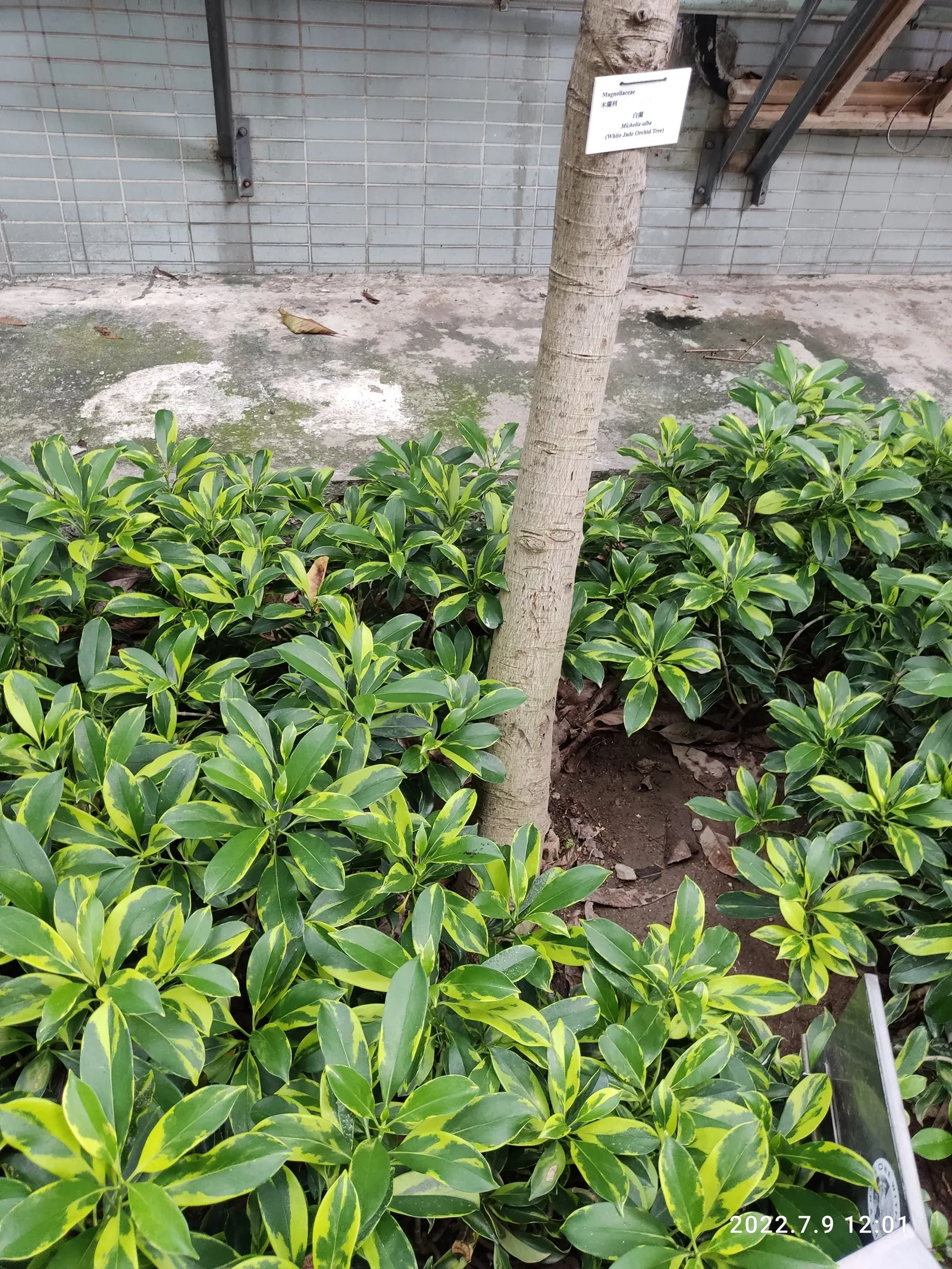 White Joy Perfume Tree (Michelia Champaca 'Alba') — slightly acidic to neutral soil composition