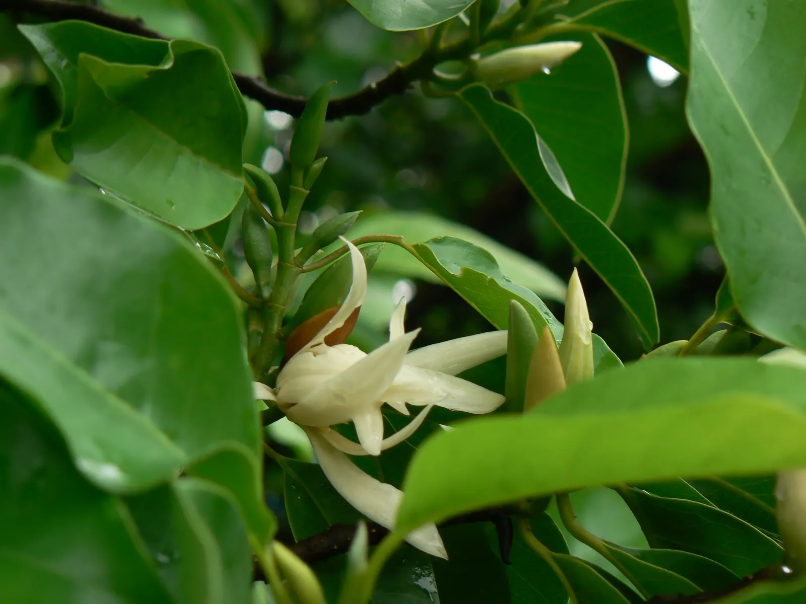 White Joy Perfume Tree (Michelia Champaca 'Alba') — regular pruning is recommended