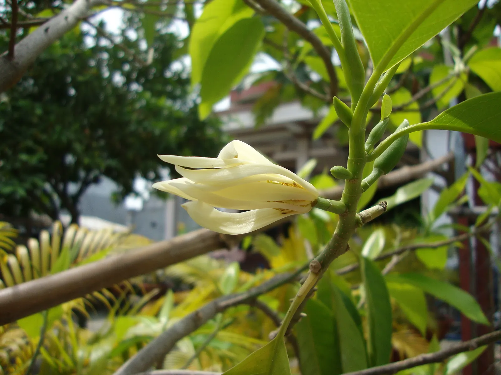 White Joy Perfume Tree (Michelia Champaca 'Alba') — Revered for its exquisite; this tree is relatively low-maintenance but will reward gardeners with its