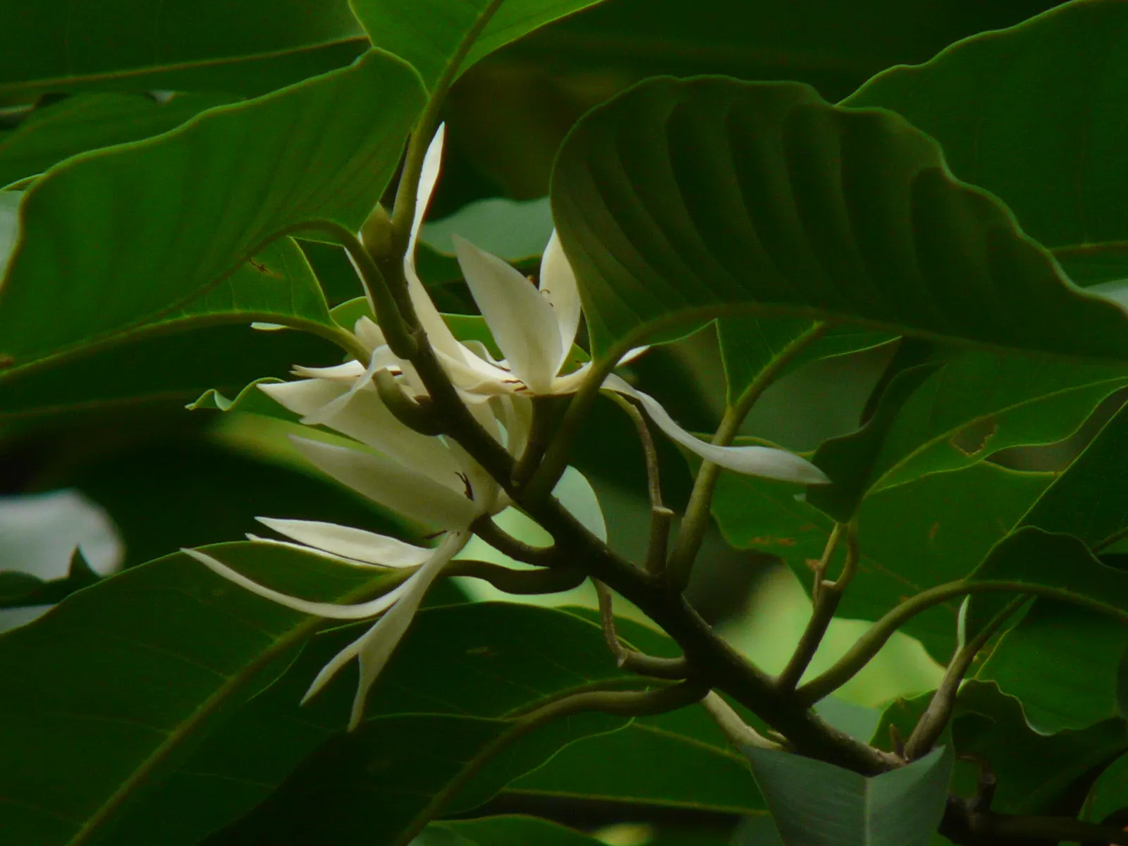 White Joy Perfume Tree (Michelia Champaca 'Alba') — Additionally, it requires moderate water, especially during dry spells, to keep the soil consistently moist