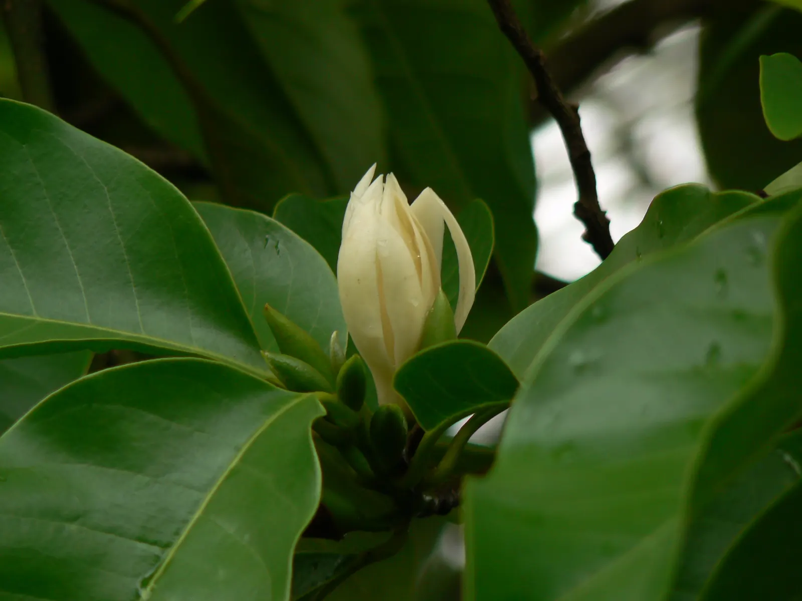 White Joy Perfume Tree (Michelia Champaca 'Alba') — With a bloom season that spans from late spring through the summer