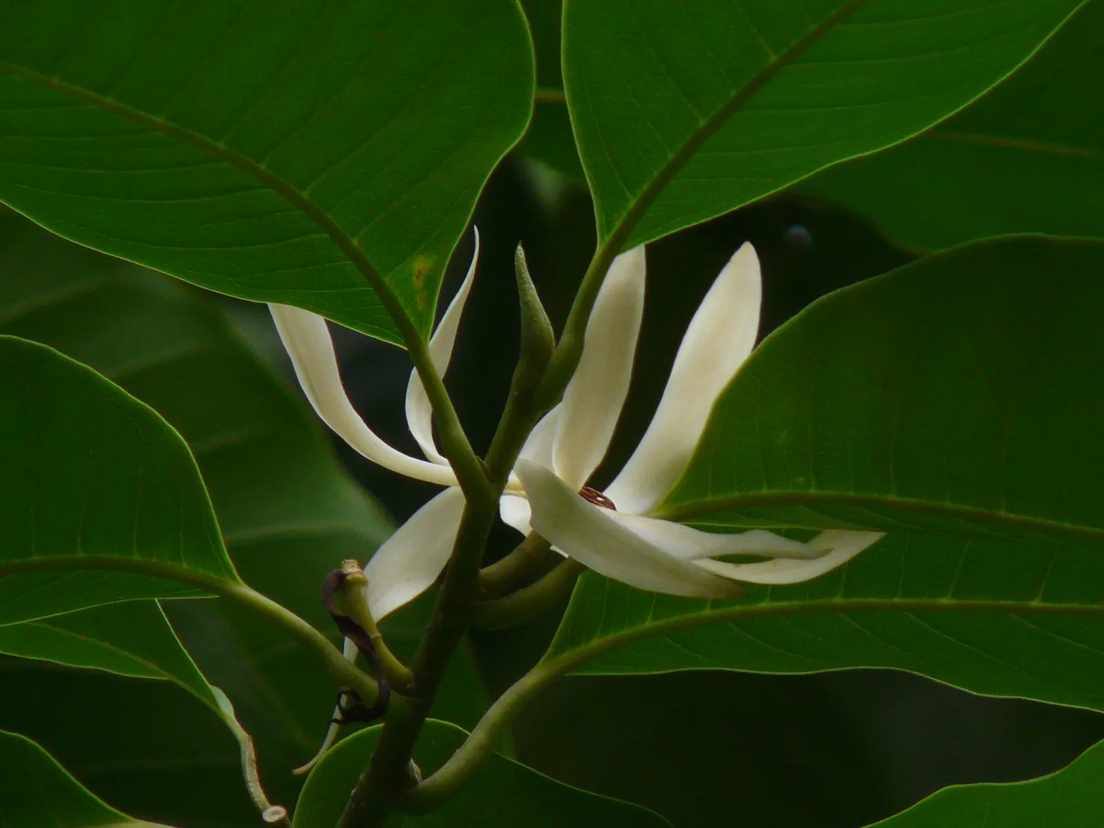 White Joy Perfume Tree (Michelia Champaca 'Alba') — commonly known as White Joy Perfume Tree; preferring well-drained soil, it requires moderate watering and