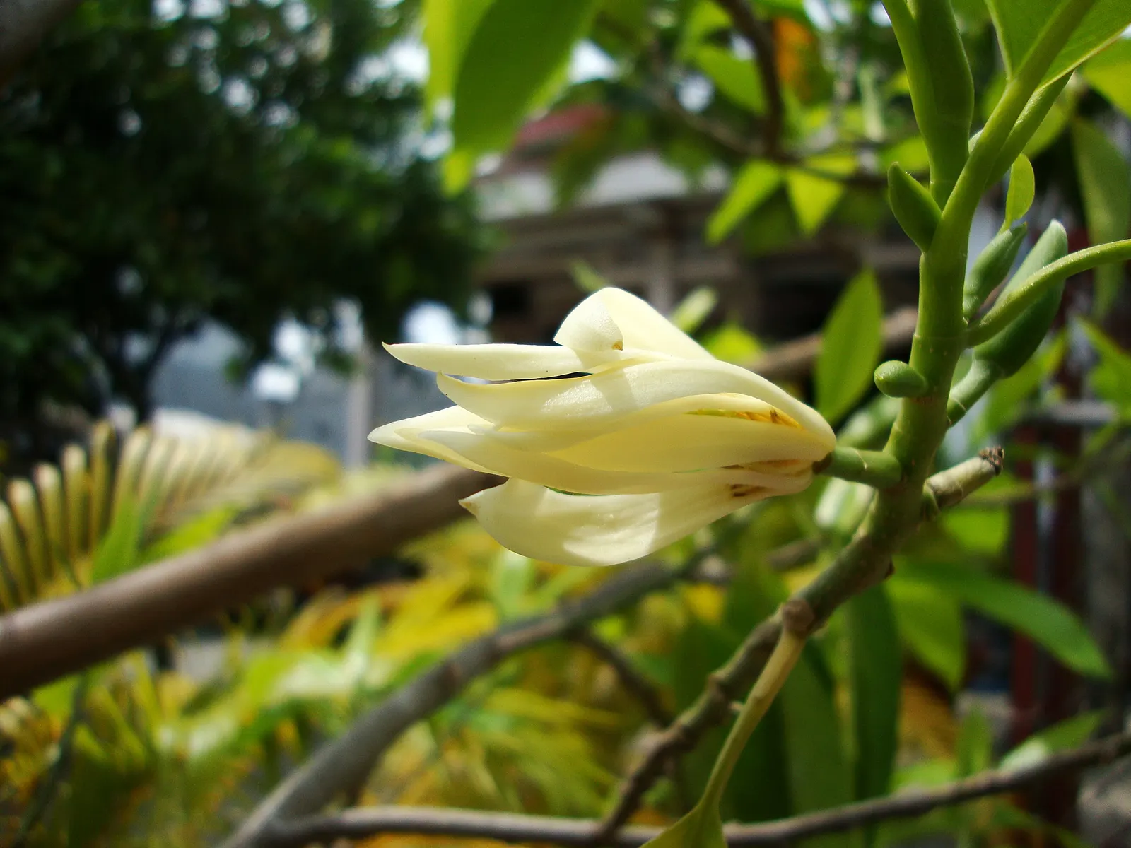 White Joy Perfume Tree (Michelia Champaca 'Alba') — creamy-white floral display; this ornamental species reaches up to 25 feet tall and 20 feet wide, thriving