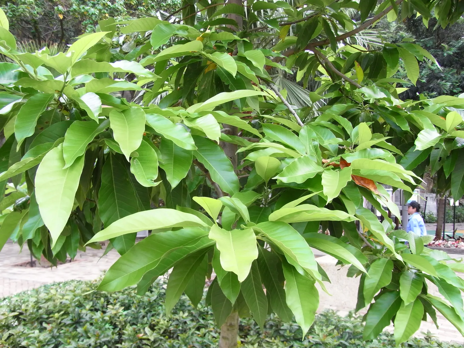 White Joy Perfume Tree (Michelia Champaca 'Alba') — Michelia champaca 'Alba' thrives in USDA hardiness zones 9 to 11; additionally, it requires moderate water