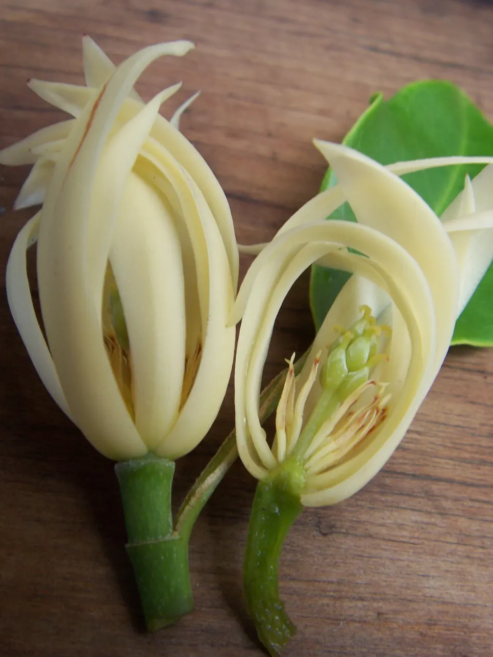 White Joy Perfume Tree (Michelia Champaca 'Alba') — orange flowers in the garden; creamy-white floral display
