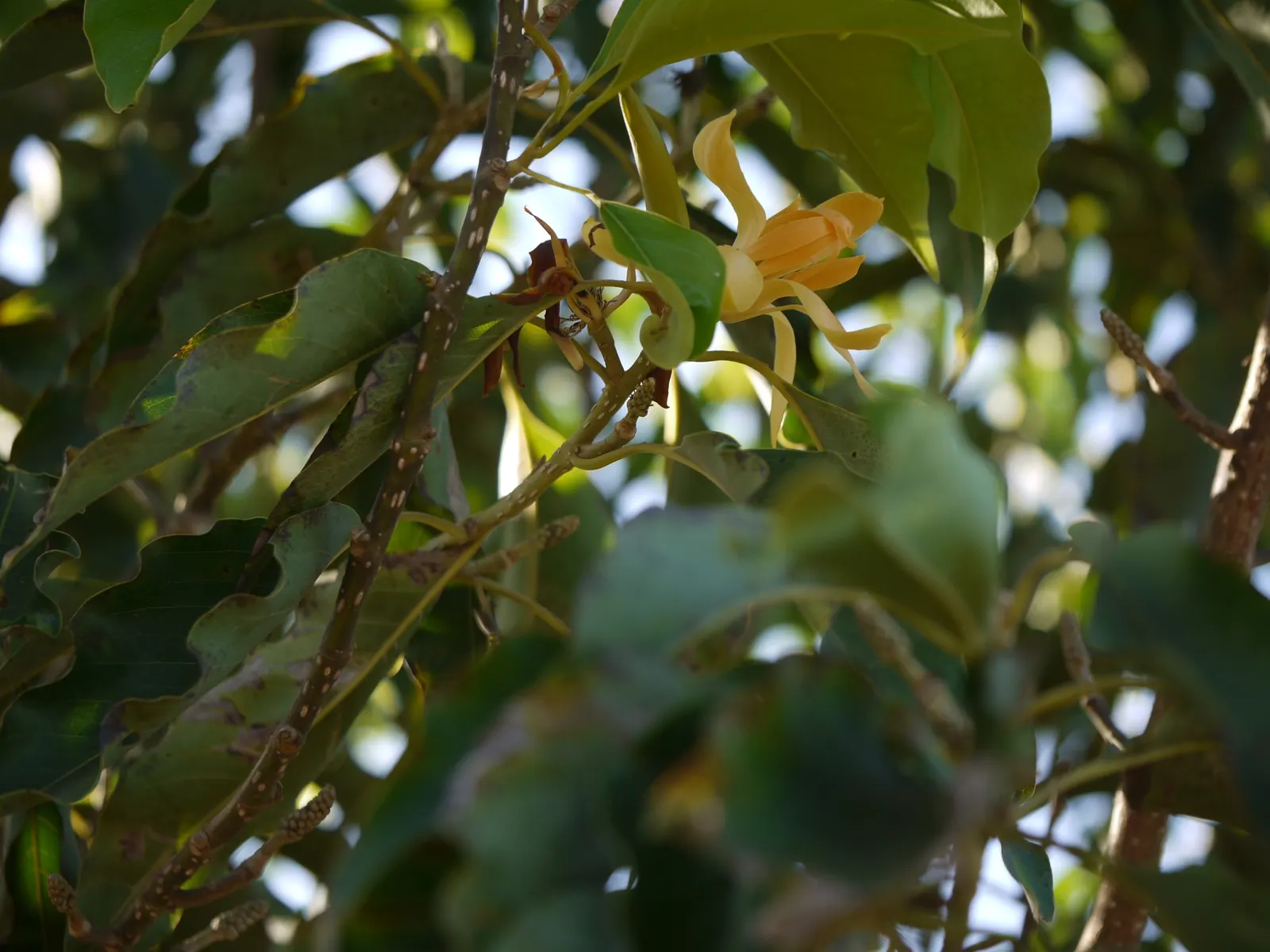 White Joy Perfume Tree (Michelia Champaca 'Alba') — slightly acidic to neutral soil composition; is an evergreen prized for its intensely fragrant