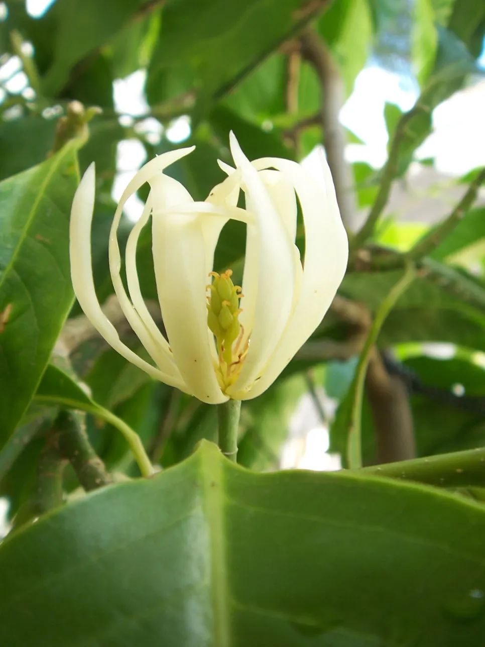 White Joy Perfume Tree (Michelia Champaca 'Alba') — This ornamental species reaches up to 25 feet tall and 20 feet wide, thriving in full sun to, image 53