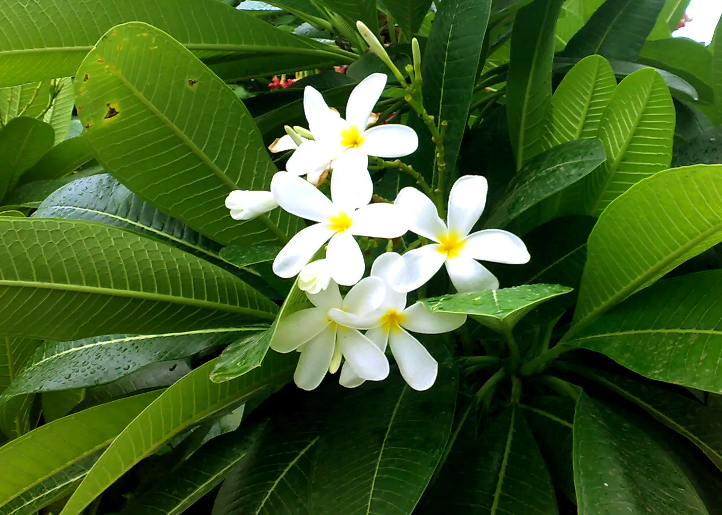 White Joy Perfume Tree (Michelia Champaca 'Alba') — Additionally, it requires moderate water, especially during dry spells, to keep the soil consistently