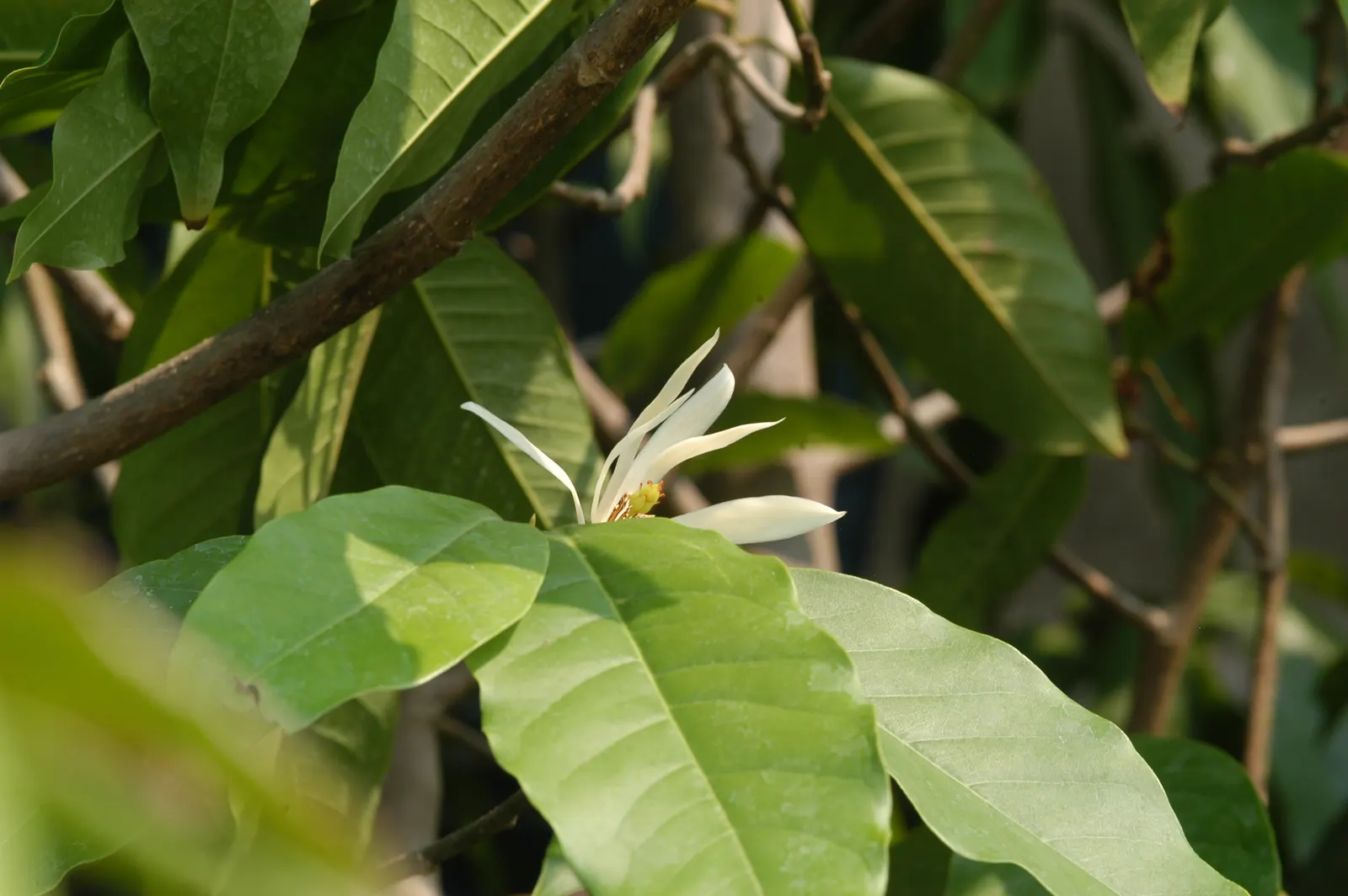White Joy Perfume Tree (Michelia Champaca 'Alba') — commonly known as White Joy Perfume Tree