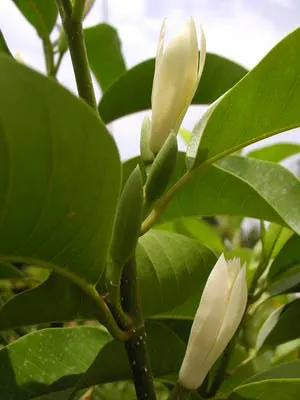 White Joy Perfume Tree (Michelia Champaca 'Alba') — Reaching a mature height of 15 to 30 feet with a canopy spread of approximately 10 to 15 feet; orange
