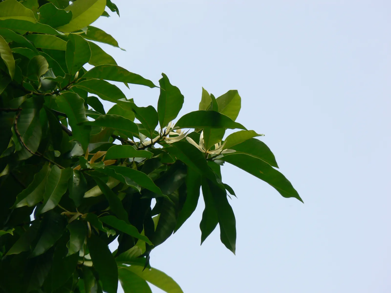 White Joy Perfume Tree (Michelia Champaca 'Alba') — With a bloom season that spans from late spring through the summer; scientifically known as Michelia