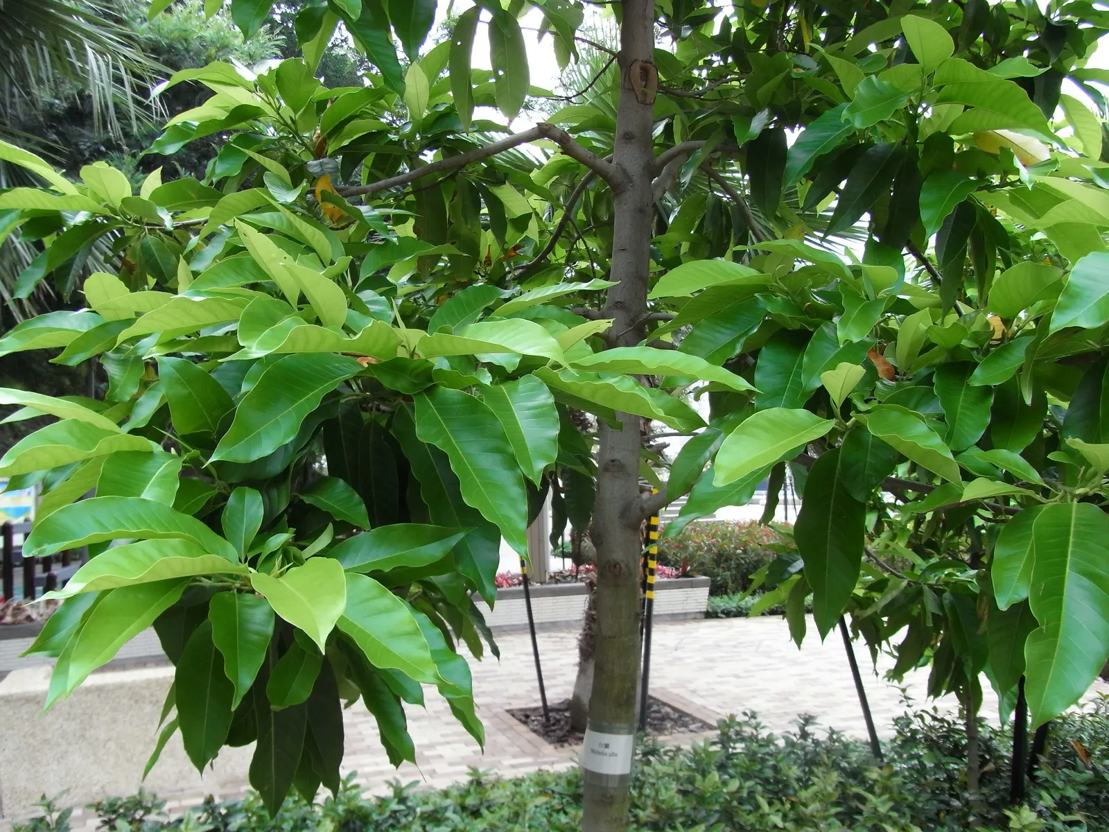 White Joy Perfume Tree (Michelia Champaca 'Alba') — tree with orange blooms; slightly acidic to neutral soil composition