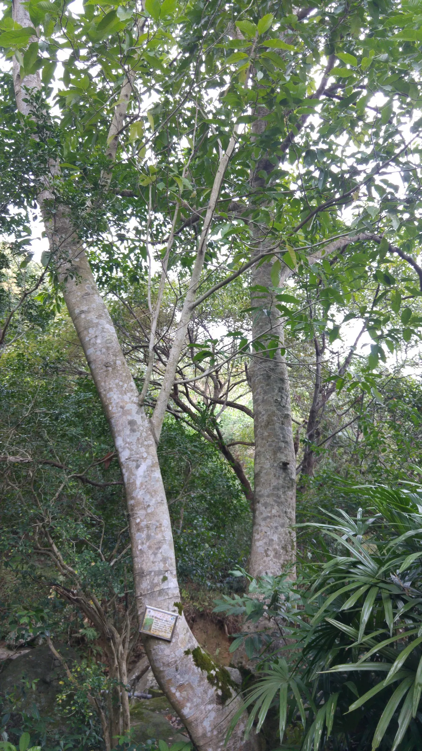White Joy Perfume Tree (Michelia Champaca 'Alba') — tree for full or half