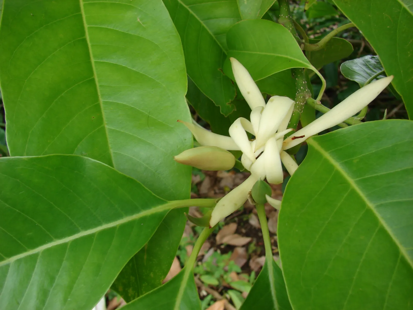White Joy Perfume Tree (Michelia Champaca 'Alba') — This tree is relatively low-maintenance but will reward gardeners with its unique and opulent, image 46