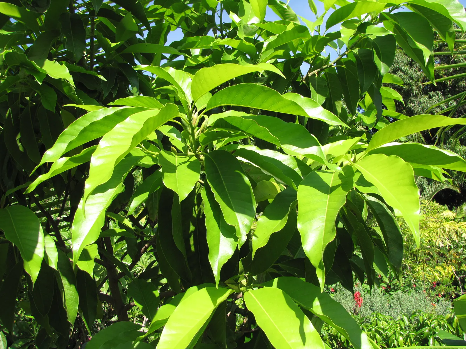 White Joy Perfume Tree (Michelia Champaca 'Alba') — is an evergreen prized for its intensely fragrant; which is most potent during the early morning and late