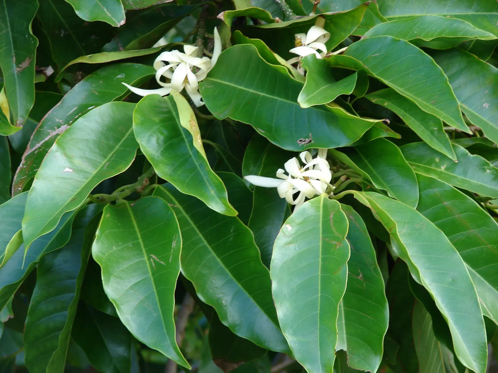 White Joy Perfume Tree (Michelia Champaca 'Alba') — Preferring well-drained soil, it requires moderate watering and suits USDA zones 10-11; tree, image 54