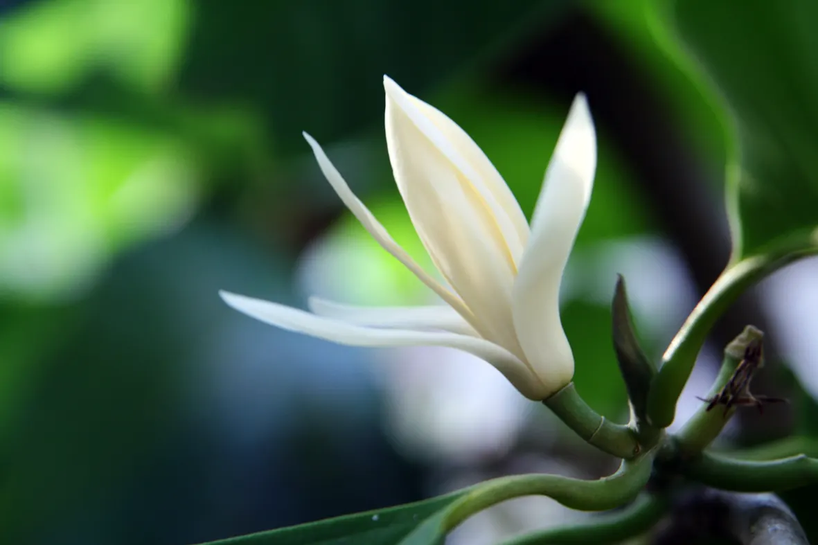 White Joy Perfume Tree (Michelia Champaca 'Alba') — allowing landscapers to integrate it seamlessly into various garden designs