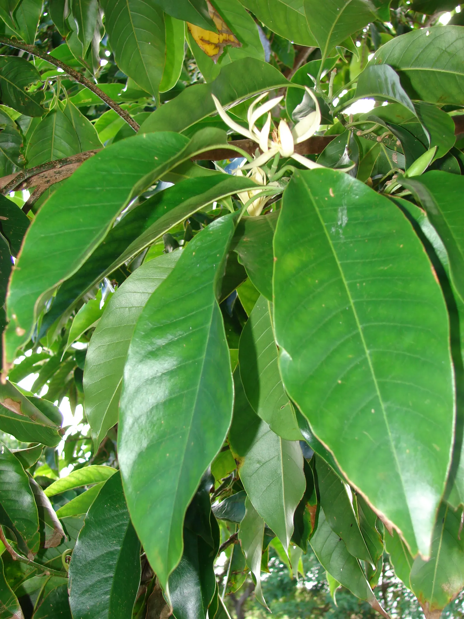 White Joy Perfume Tree (Michelia Champaca 'Alba') — Michelia champaca 'Alba' thrives in USDA hardiness zones 9 to 11