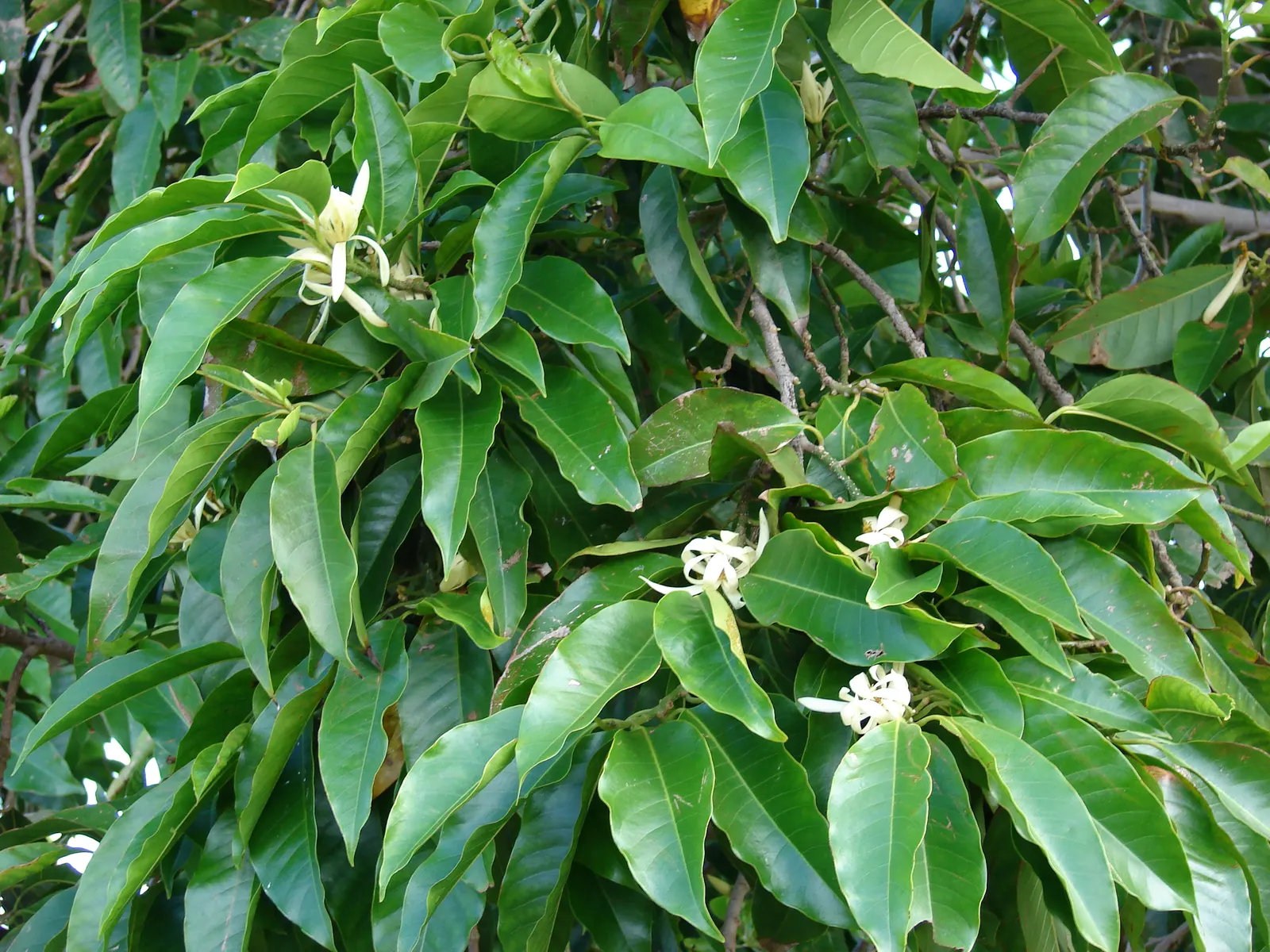 White Joy Perfume Tree (Michelia Champaca 'Alba') — scientifically known as Michelia champaca 'Alba,' is a subspecies of the highly sought-after Michelia family