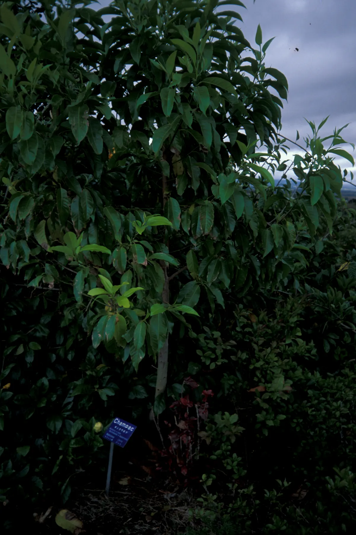 White Joy Perfume Tree (Michelia Champaca 'Alba') — Preferring well-drained soil, it requires moderate watering and suits USDA zones 10-11; tree for full or