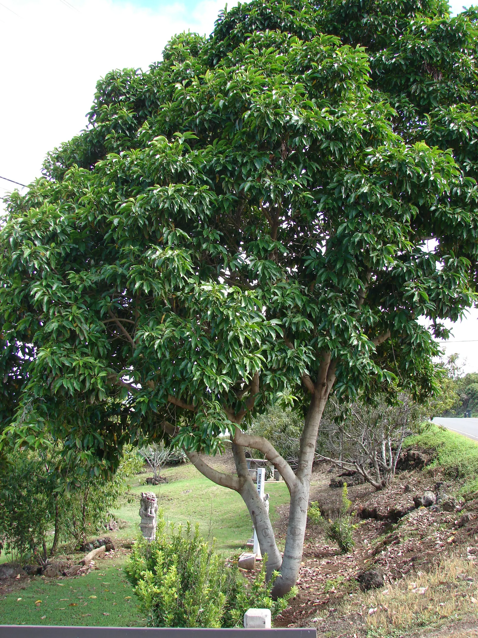 White Joy Perfume Tree (Michelia Champaca 'Alba') — which is most potent during the early morning and late evening hours