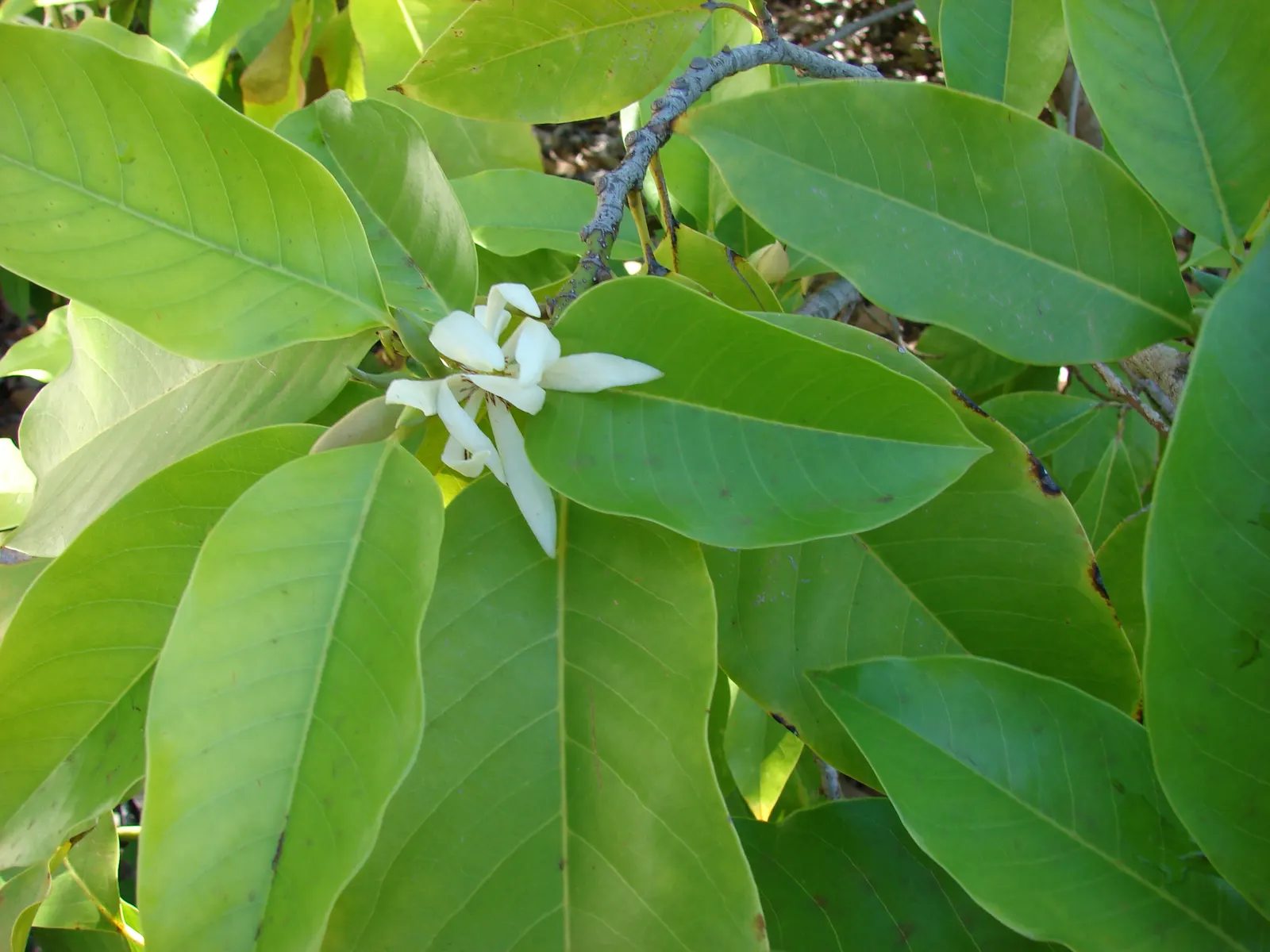 White Joy Perfume Tree (Michelia Champaca 'Alba') — this enchanting tree exudes a rich