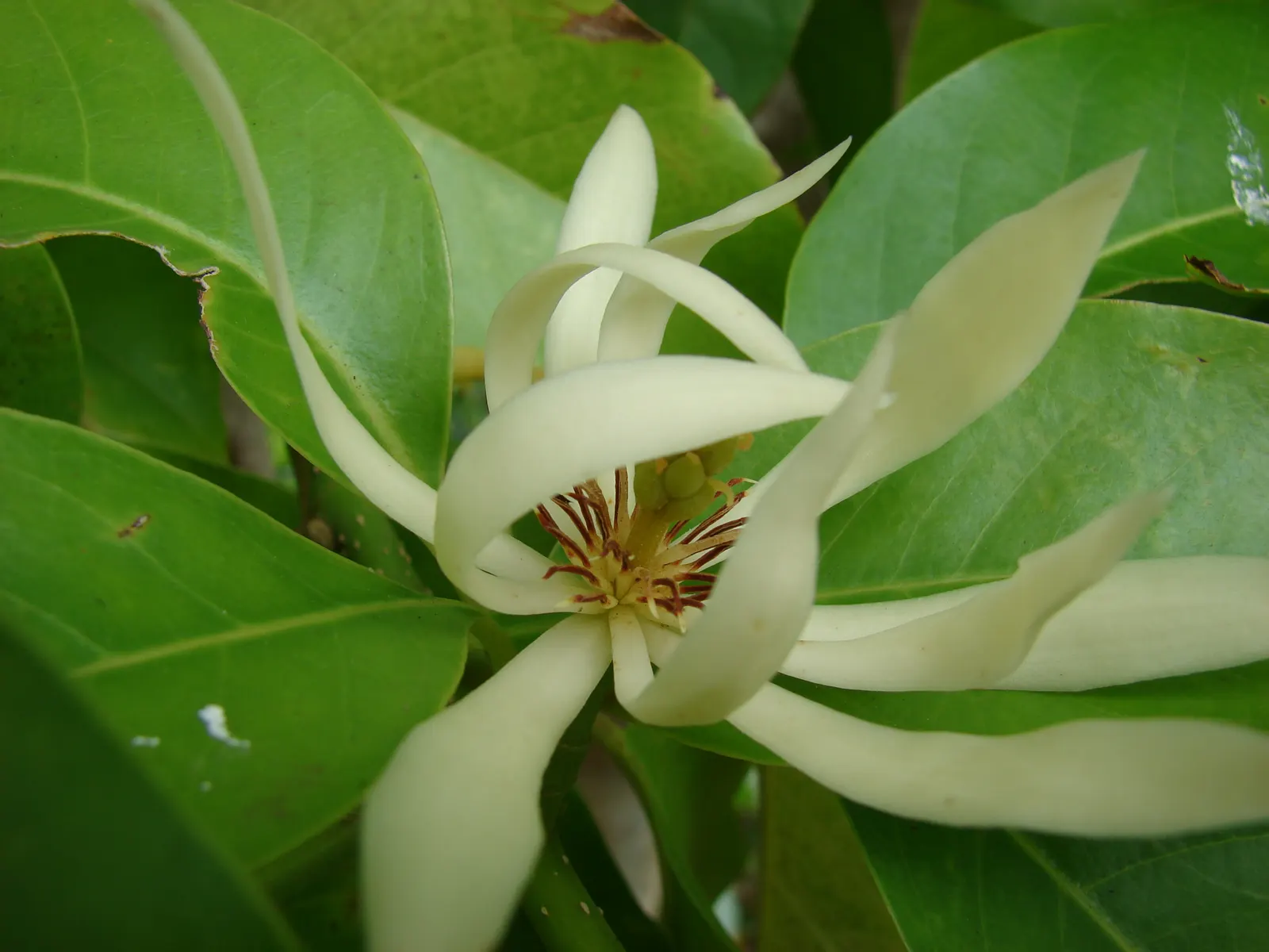 White Joy Perfume Tree (Michelia Champaca 'Alba') — It performs best in full sun to partial shade; this enchanting tree exudes a rich