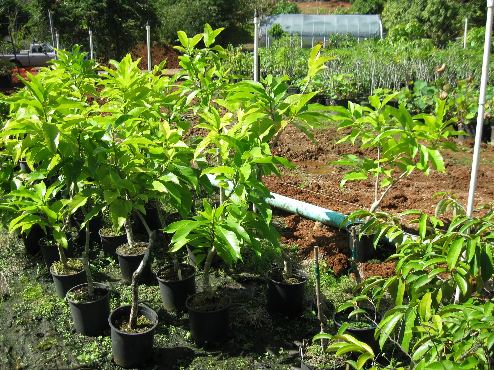 White Joy Perfume Tree (Michelia Champaca 'Alba') — this tree provides a long-lasting sensory delight.<br><br>Native to the Himalayas and Southeast Asia