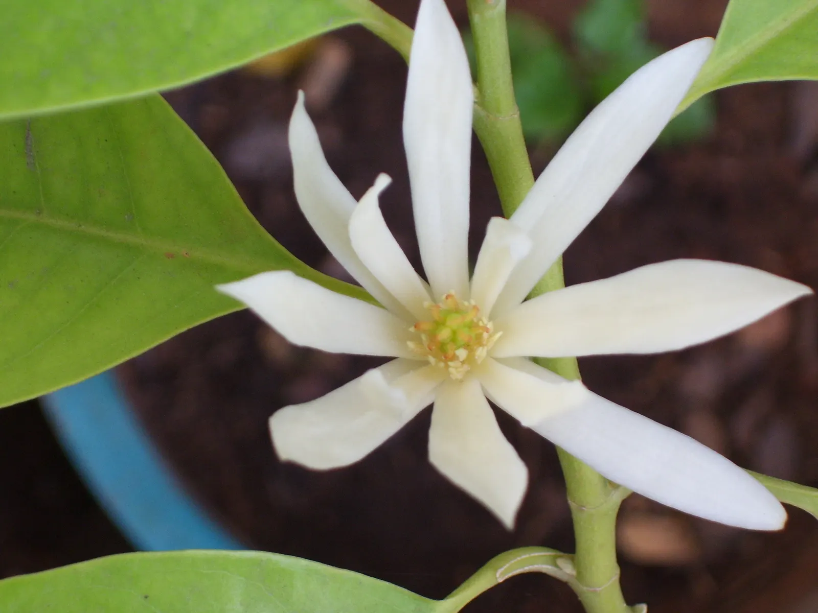 White Joy Perfume Tree (Michelia Champaca 'Alba') — orange flowers in the garden