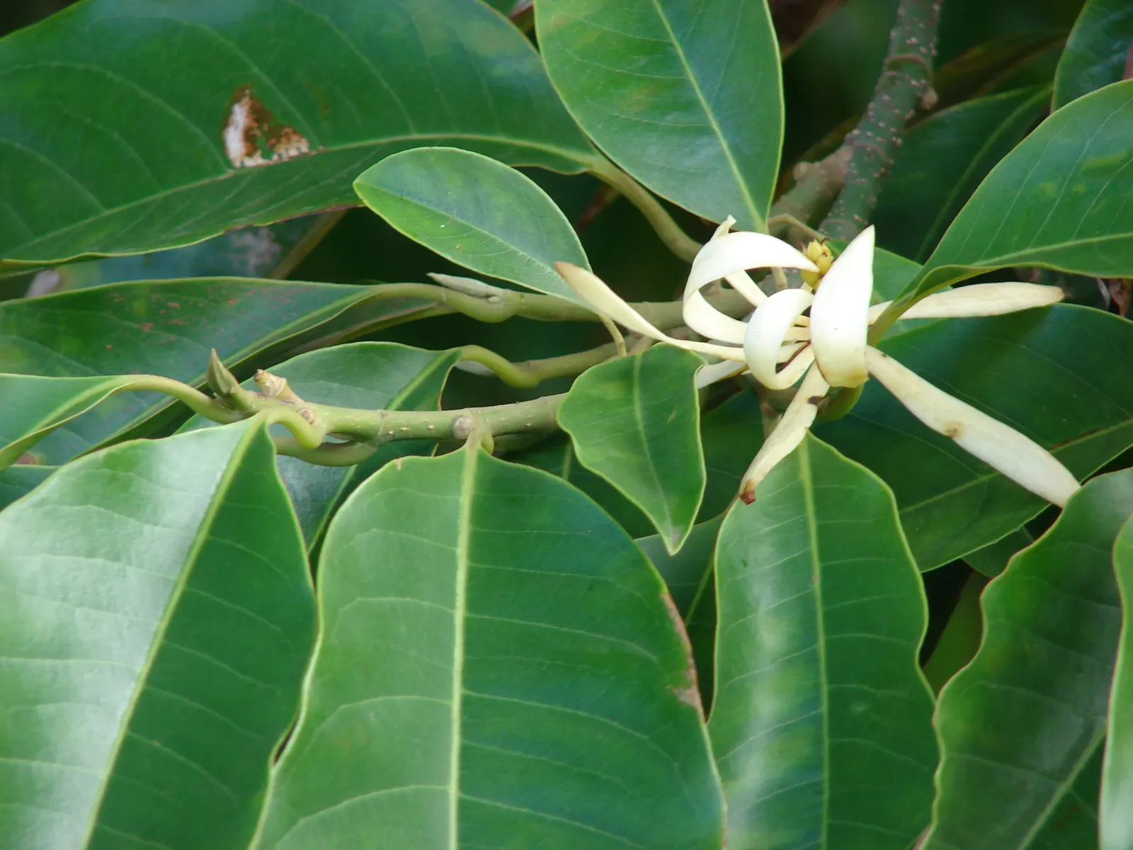 White Joy Perfume Tree (Michelia Champaca 'Alba') — It performs best in full sun to partial shade