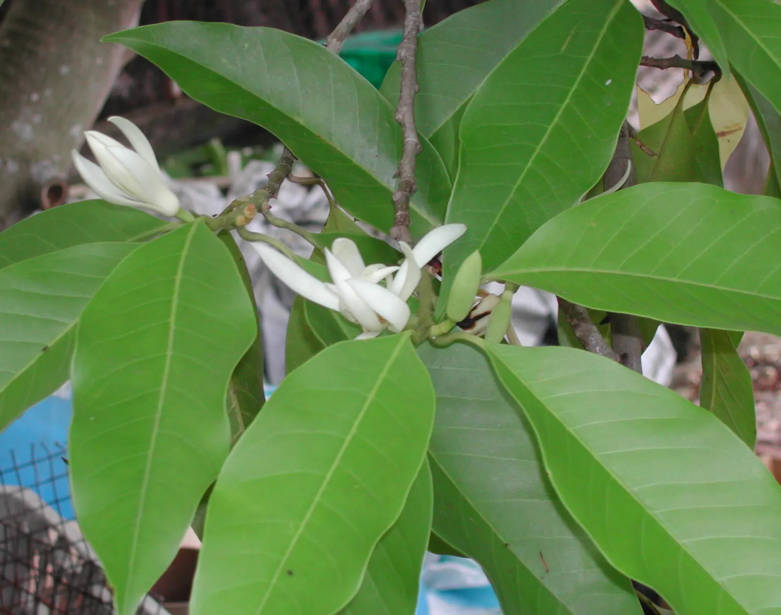 White Joy Perfume Tree (Michelia Champaca 'Alba') — scientifically known as Michelia champaca 'Alba,' is a subspecies of the highly sought-after Michelia