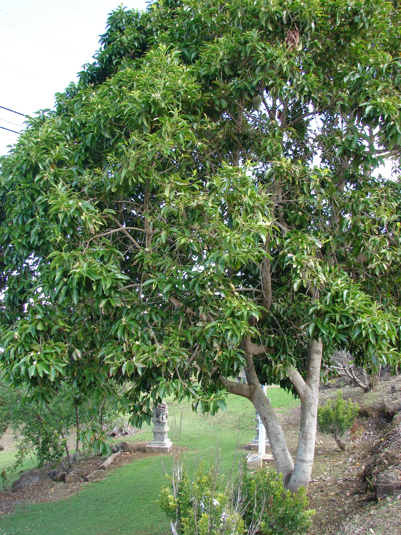 White Joy Perfume Tree (Michelia Champaca 'Alba') — Preferring well-drained soil, it requires moderate watering and suits USDA zones 10-11