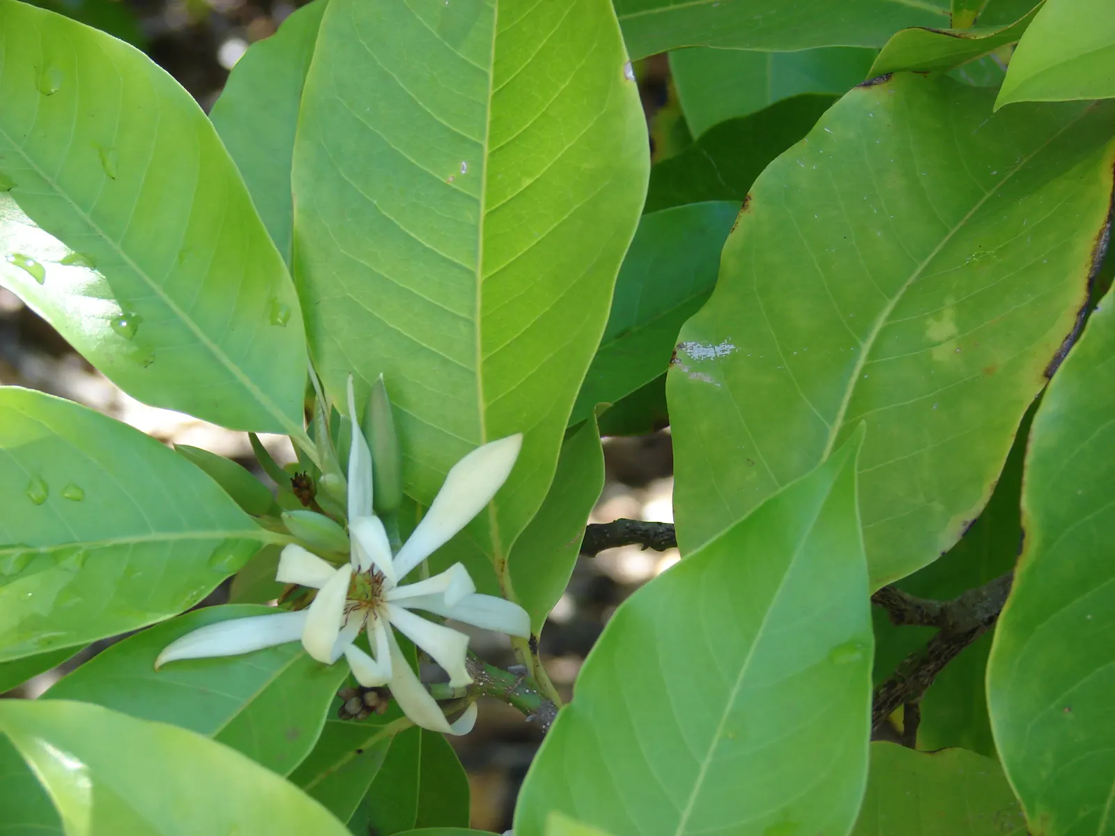 White Joy Perfume Tree (Michelia Champaca 'Alba') — is an evergreen prized for its intensely fragrant