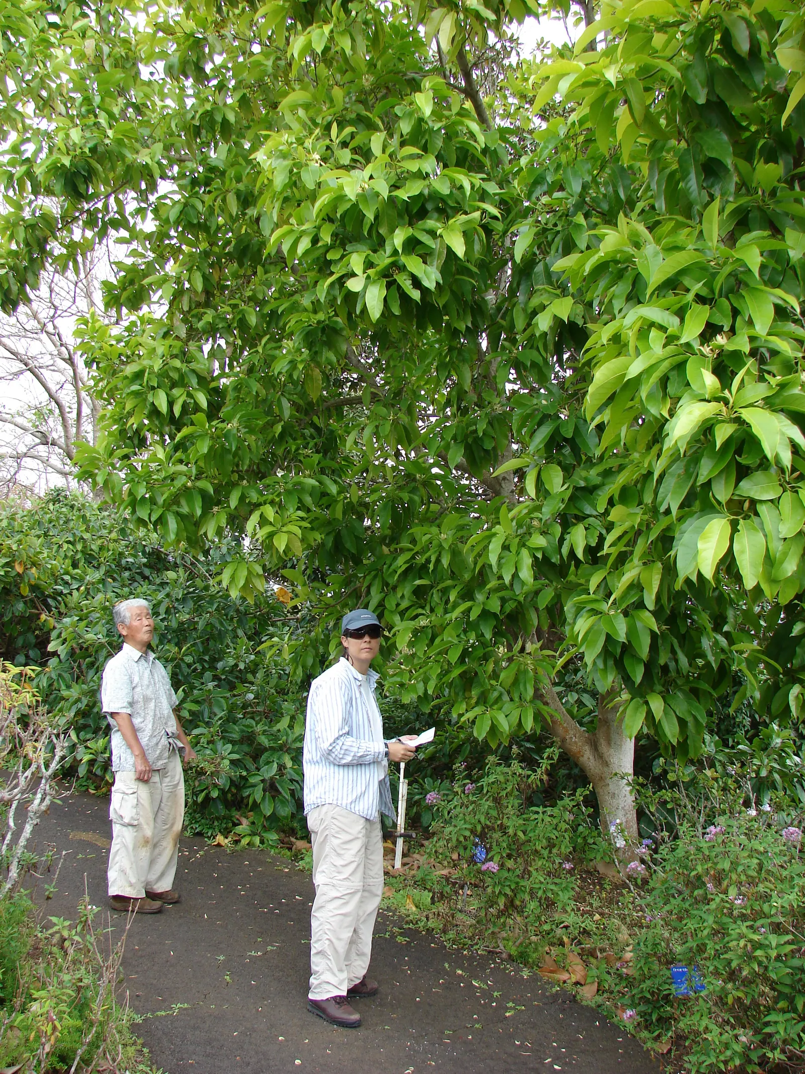 White Joy Perfume Tree (Michelia Champaca 'Alba') — commonly known as White Joy Perfume Tree; preferring well-drained soil, it requires moderate, image 51