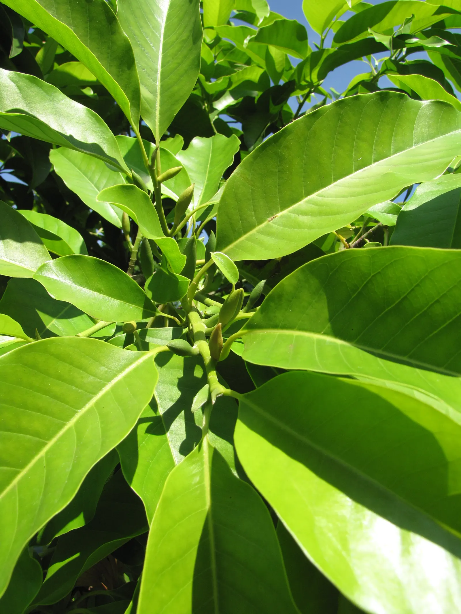 White Joy Perfume Tree (Michelia Champaca 'Alba') — This tree is relatively low-maintenance but will reward gardeners with its unique and opulent blooms