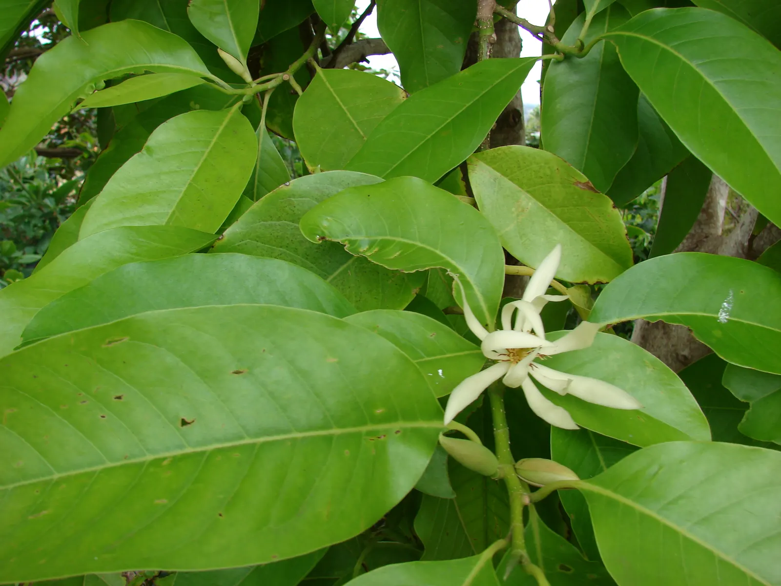White Joy Perfume Tree (Michelia Champaca 'Alba') — enchanting fragrance throughout the garden; commonly known as White Joy Perfume Tree
