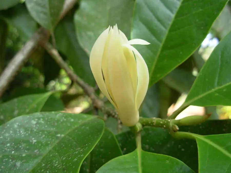 White Joy Perfume Tree (Michelia Champaca 'Alba') — regular pruning is recommended; its glossy foliage offers a lush backdrop, making it ideal for accent