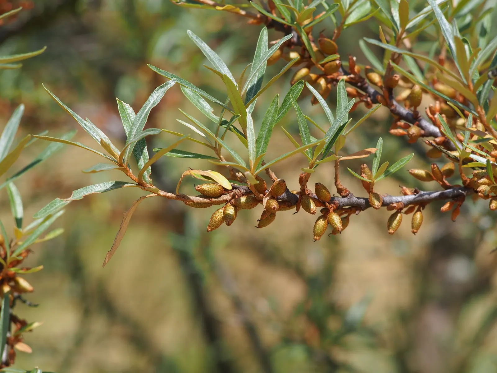 Sea Buckthorn (Hippophae Rhamnoides) — Its extensive root system aids in erosion control