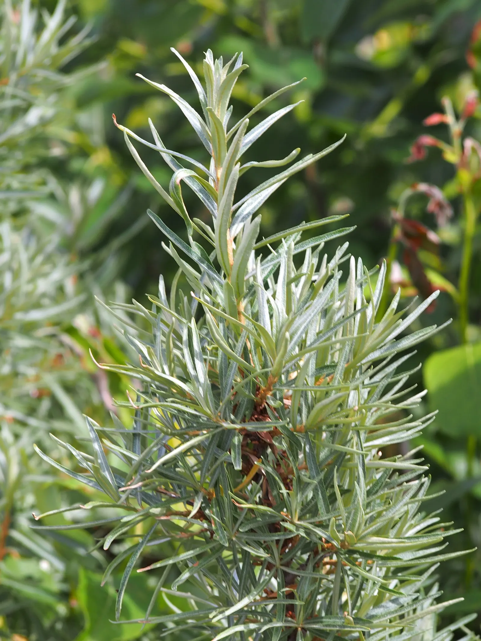 Sea Buckthorn (Hippophae Rhamnoides) — Regular pruning can maintain its shape and encourage fruiting; shrub with green and yellow blooms