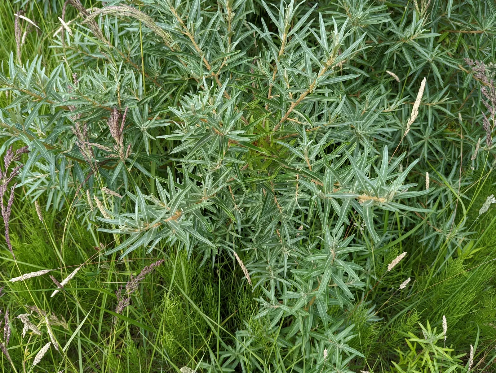 Sea Buckthorn (Hippophae Rhamnoides) — Sea Buckthorn offers a striking silver-green accent to the landscape