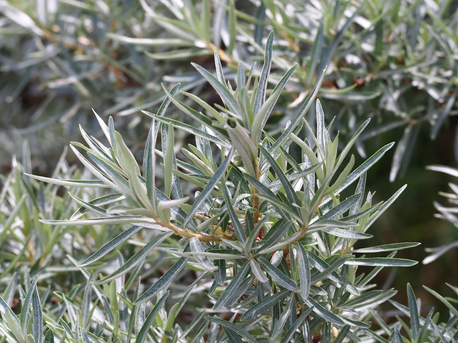 Sea Buckthorn (Hippophae Rhamnoides) — The Sea Buckthorn (Hippophae rhamnoides) is a hardy, deciduous shrub, growing 6-18 ft; its extensive root system aids in